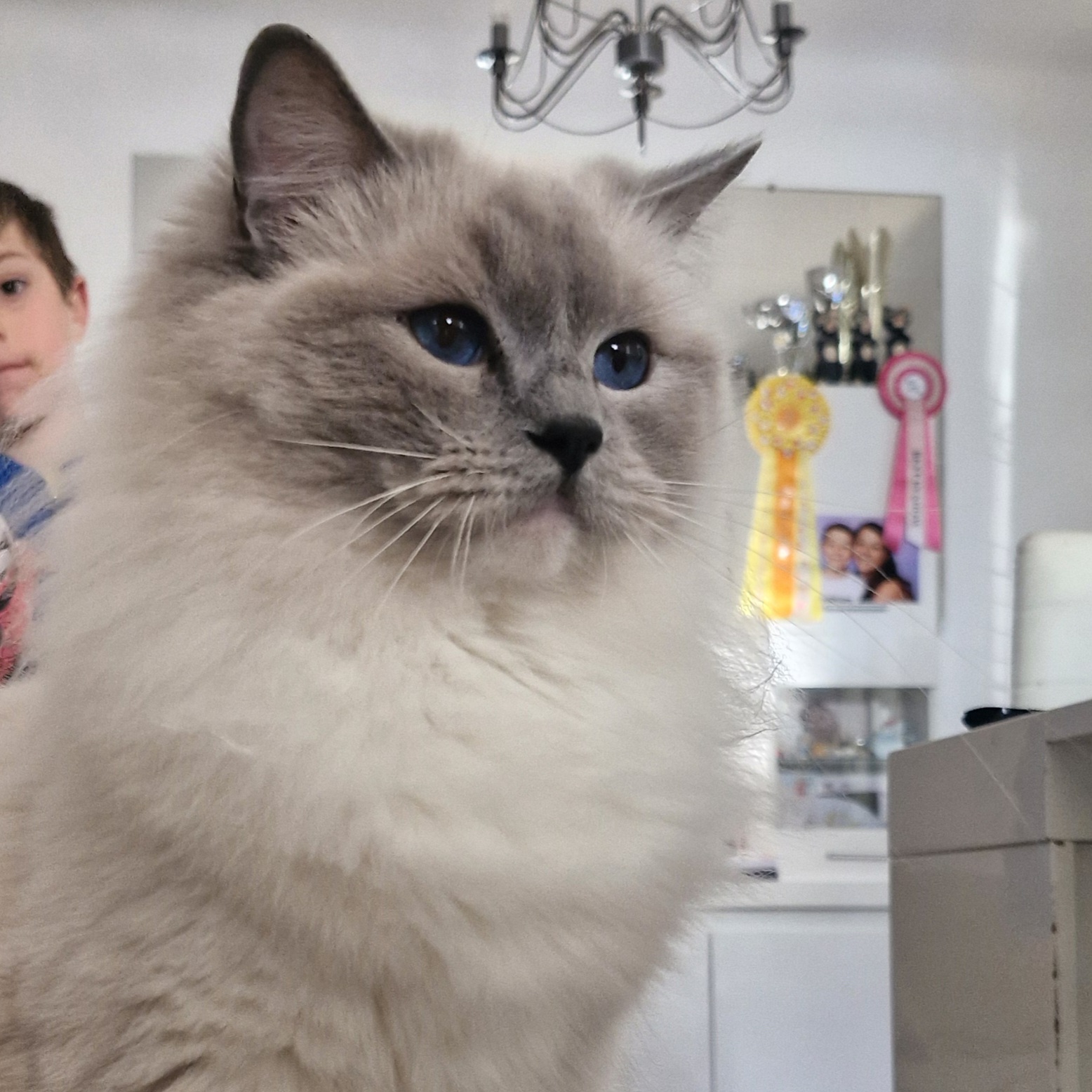 ragdoll var